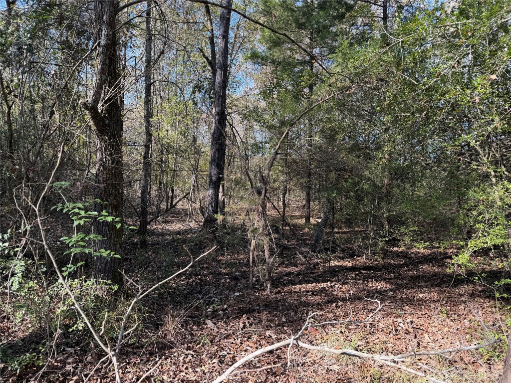301 Tract 7 Road Oakwood, TX 75855 - Photo 9 of 14 a view of a yard with plants and trees
