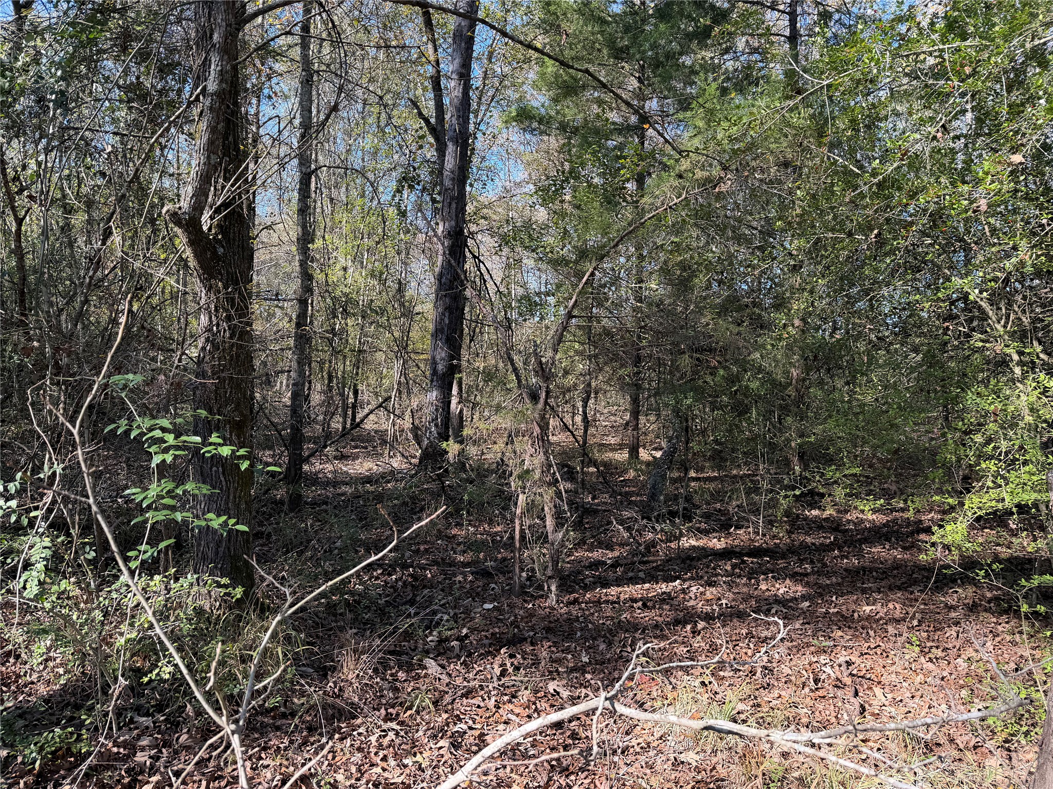 301 Tract 7 Road Oakwood, TX 75855 - Photo 9 of 14 a view of a yard with plants and trees