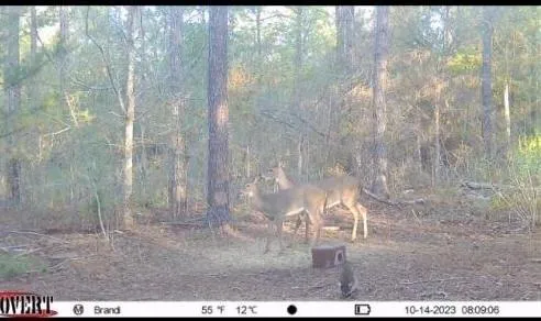 $176,680 | 0 Lou Ann Drive, Colfax, LA 71417