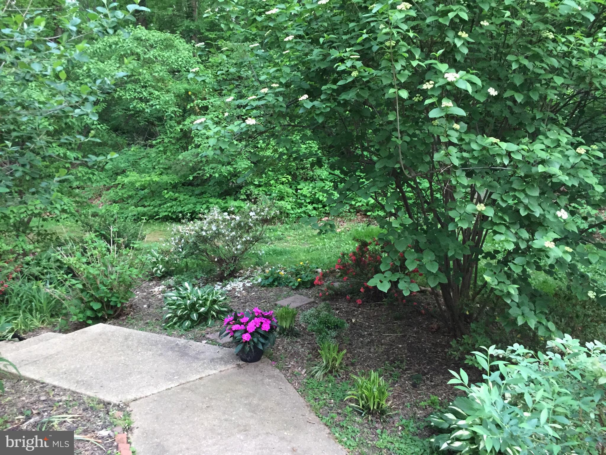 3630 Gunston Road Alexandria, VA 22302 - Photo 42 of 53 Surrounded by lush greenery (spring photo)