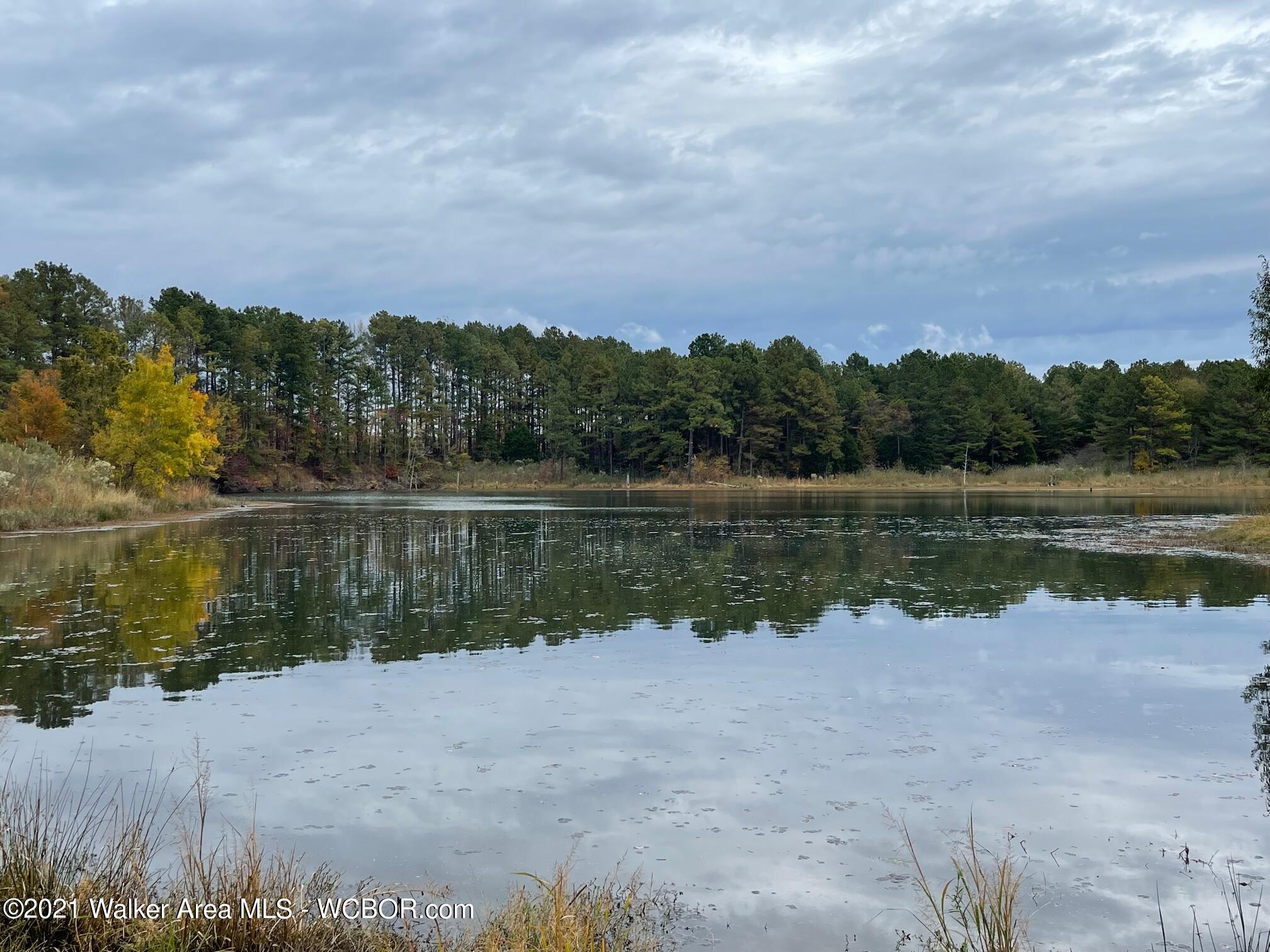 0 Homestead Road Eldridge, AL 35554 - Photo 1 of 8 Gallery Image 1