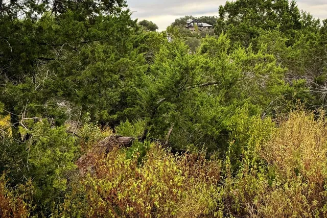 a view of a lush green forest with large trees