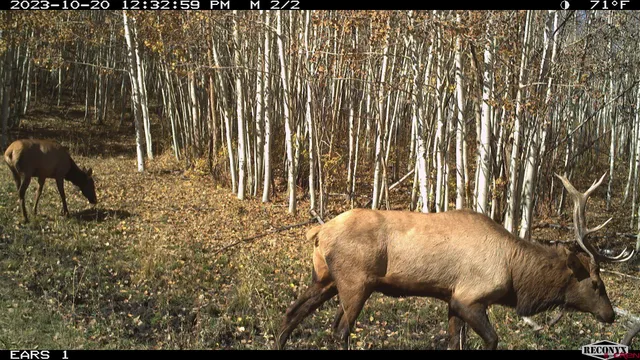 $960,000 | Tbd Divide Road, Whitewater, CO 81522