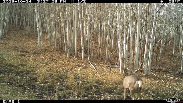 $960,000 | Tbd Divide Road, Whitewater, CO 81522