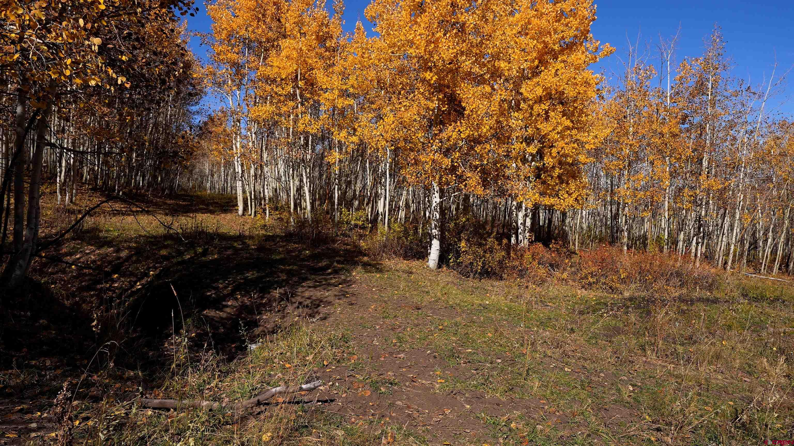 Tbd Divide Road Whitewater, CO 81522 - Photo 4 of 22 a view of a yard with trees