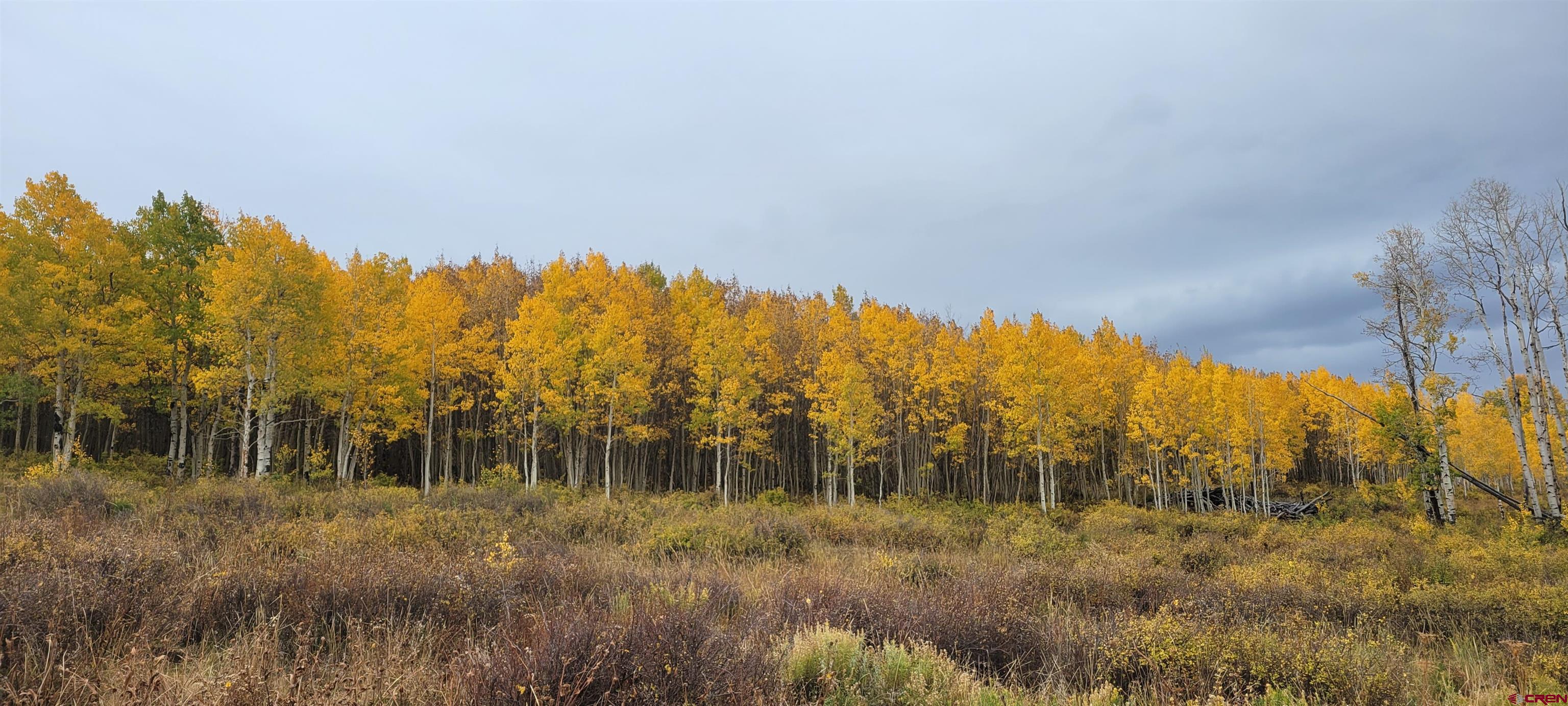 Tbd Divide Road Whitewater, CO 81522 - Photo 8 of 22 a view of river covered by trees and trees