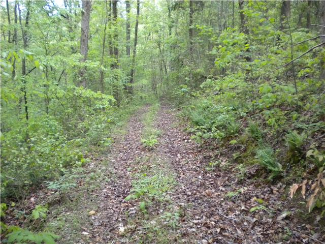 2447 Petty Branch Road Prospect, TN 38477 - Photo 14 of 20 ROAD TO BACK SIDE OF TRACT