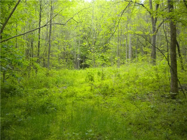 2447 Petty Branch Road Prospect, TN 38477 - Photo 16 of 20 BACK PART OF TRACT