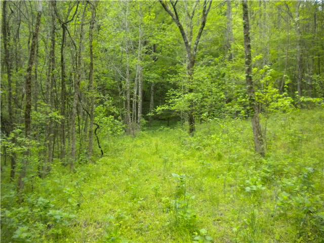 2447 Petty Branch Road Prospect, TN 38477 - Photo 17 of 20 BACK PART OF TRACT