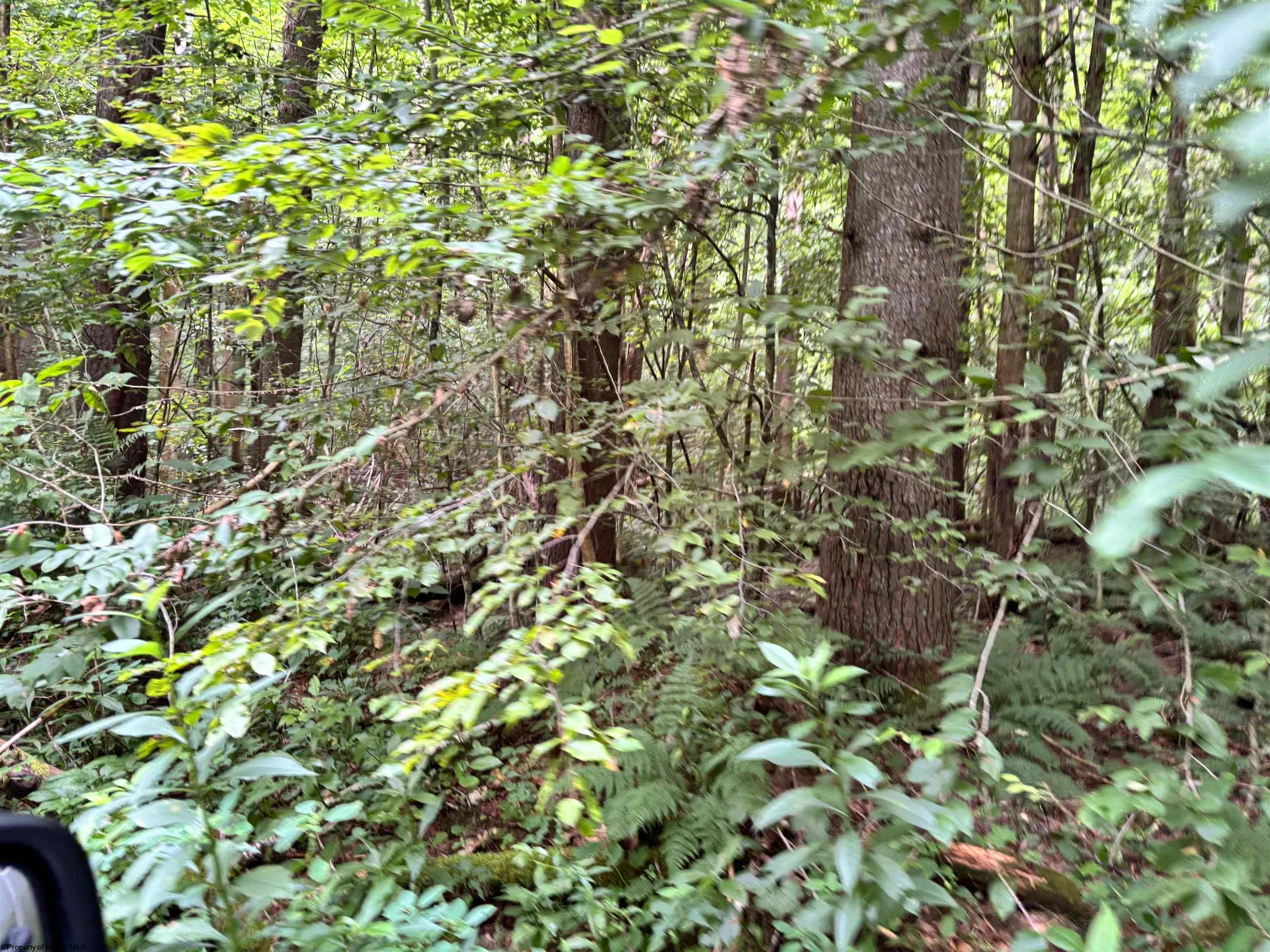 Tbd Clover Run Road Parsons, WV 26287 - Photo 15 of 33 Gallery Image 15