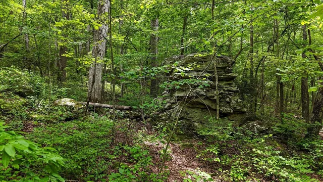 a view of a lush green forest