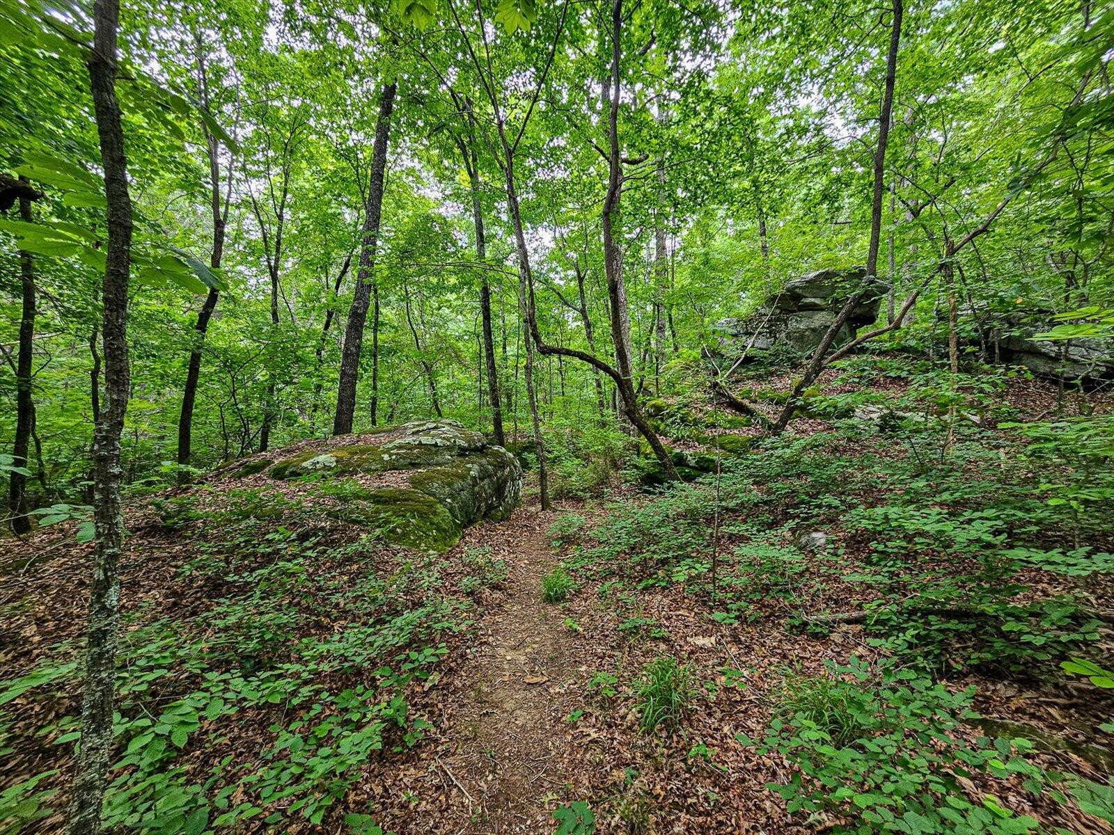 0 Hwy 157 Menlo Ga 30731 Menlo, GA 30731 - Photo 12 of 42 a view of a lush green forest