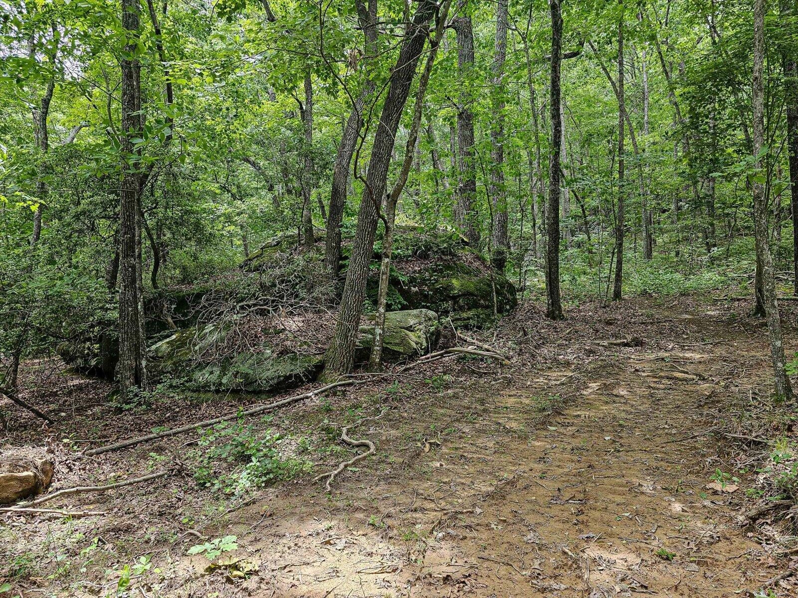 0 Hwy 157 Menlo Ga 30731 Menlo, GA 30731 - Photo 17 of 42 a view of a forest with trees in the background