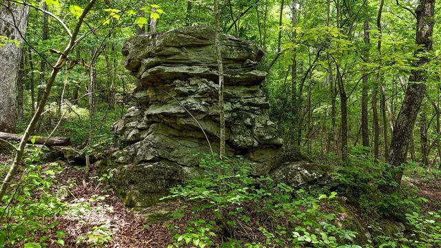 a backyard of a house with lots of trees