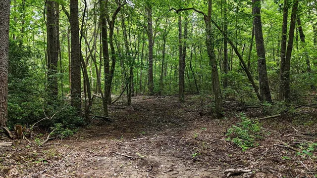 a view of a forest with trees in the background