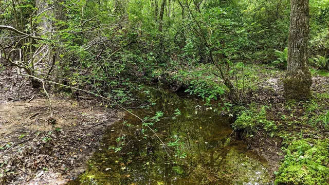 a view of a lush green forest