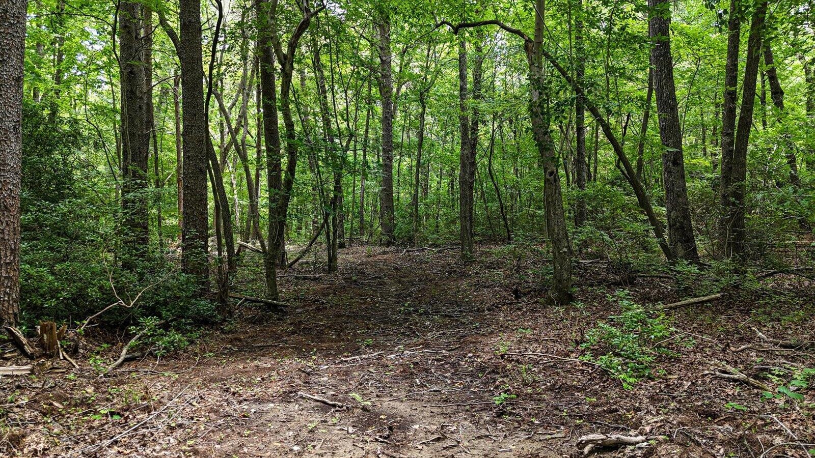 0 Hwy 157 Menlo Ga 30731 Menlo, GA 30731 - Photo 20 of 42 a view of a forest with trees in the background