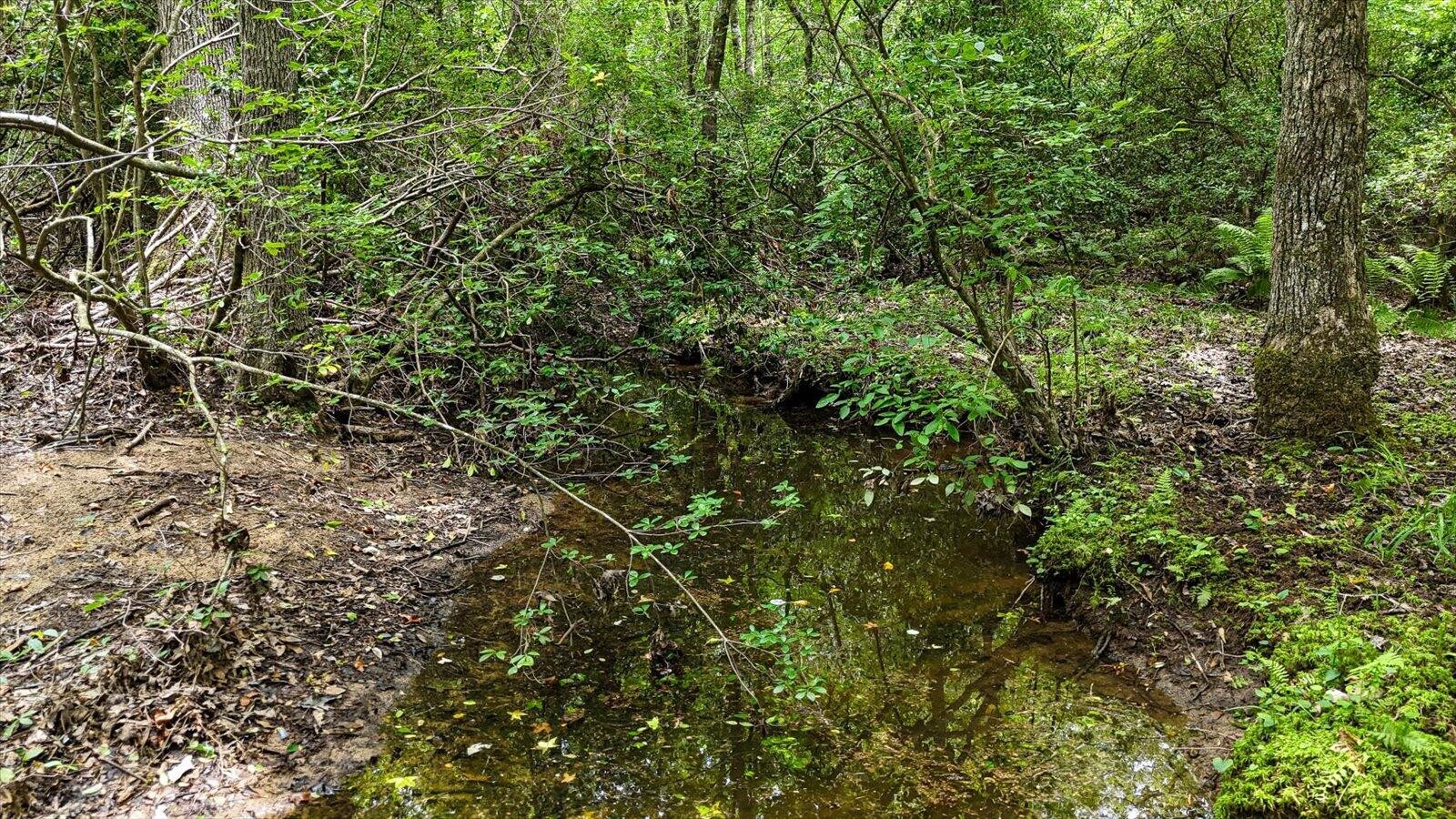 0 Hwy 157 Menlo Ga 30731 Menlo, GA 30731 - Photo 21 of 42 a view of a lush green forest