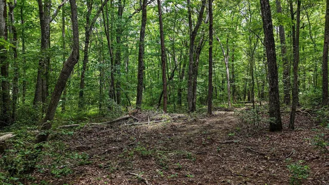 a big yard with lots of trees