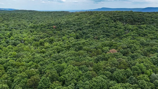a view of a big yard with plants and large trees