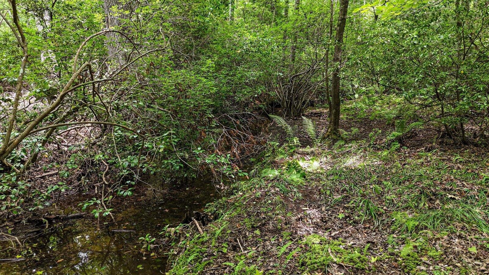 0 Hwy 157 Menlo Ga 30731 Menlo, GA 30731 - Photo 26 of 42 a view of a forest with plants and large trees