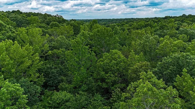 a view of a yard with plants and a large tree