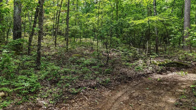 a view of a forest with lots of trees