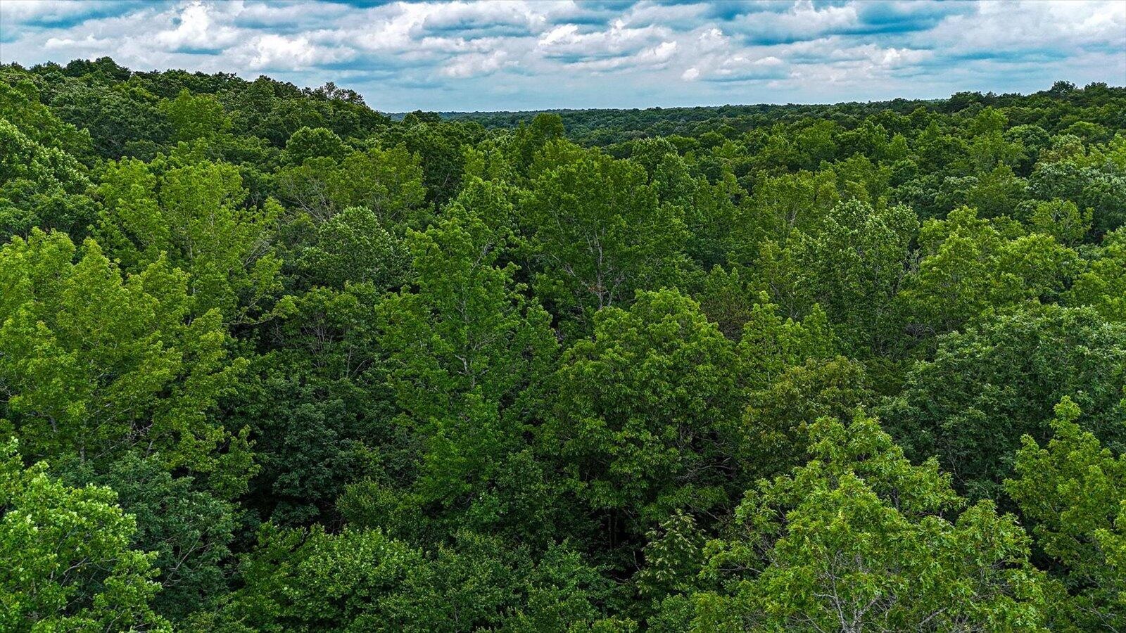 0 Hwy 157 Menlo Ga 30731 Menlo, GA 30731 - Photo 28 of 42 a view of a bunch of trees in a field