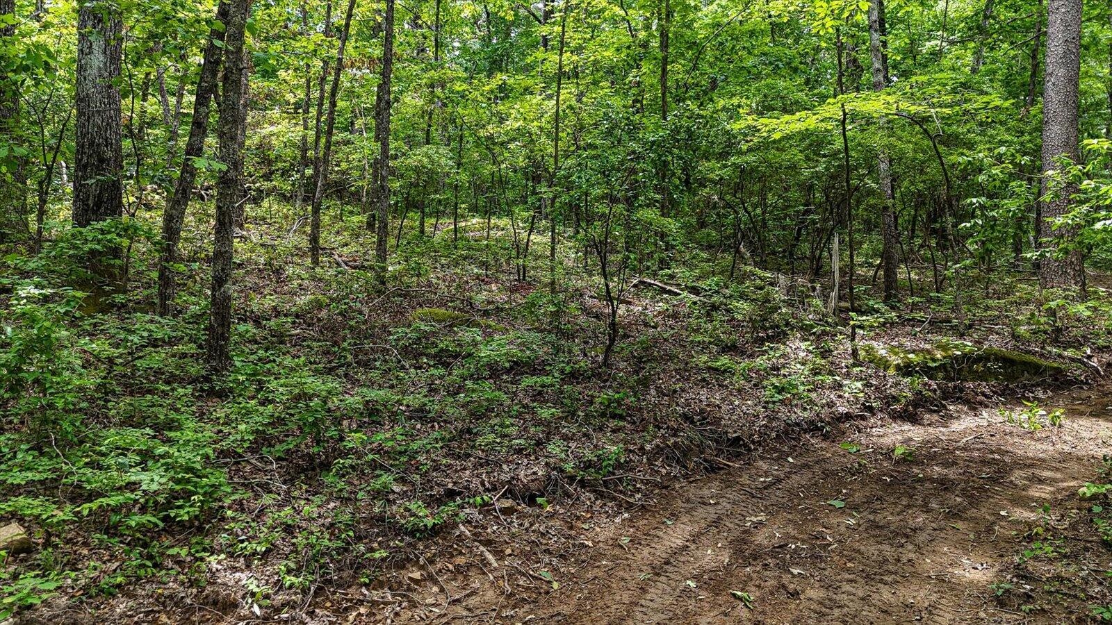 0 Hwy 157 Menlo Ga 30731 Menlo, GA 30731 - Photo 29 of 42 a view of a forest with lots of trees