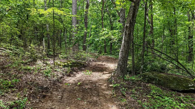a view of a forest with trees