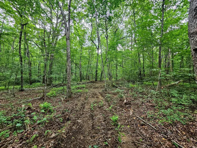 a view of a lush green forest