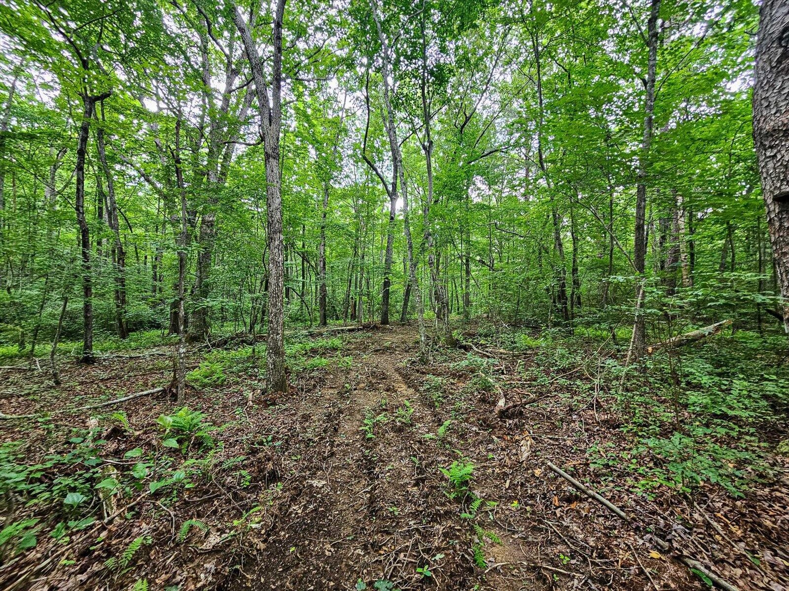 0 Hwy 157 Menlo Ga 30731 Menlo, GA 30731 - Photo 32 of 42 a view of a lush green forest