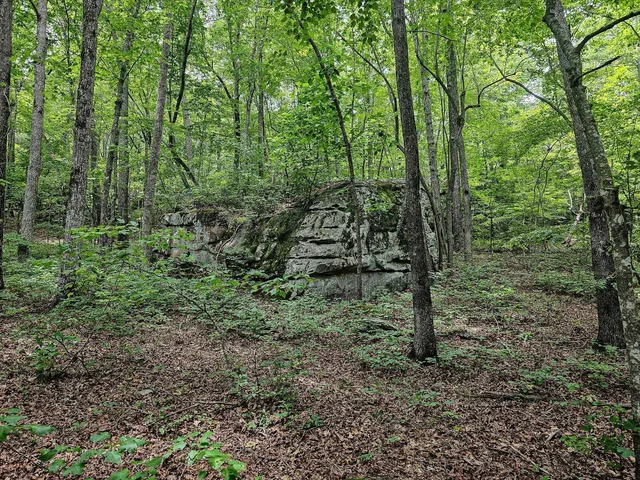 a view of a forest that has large trees
