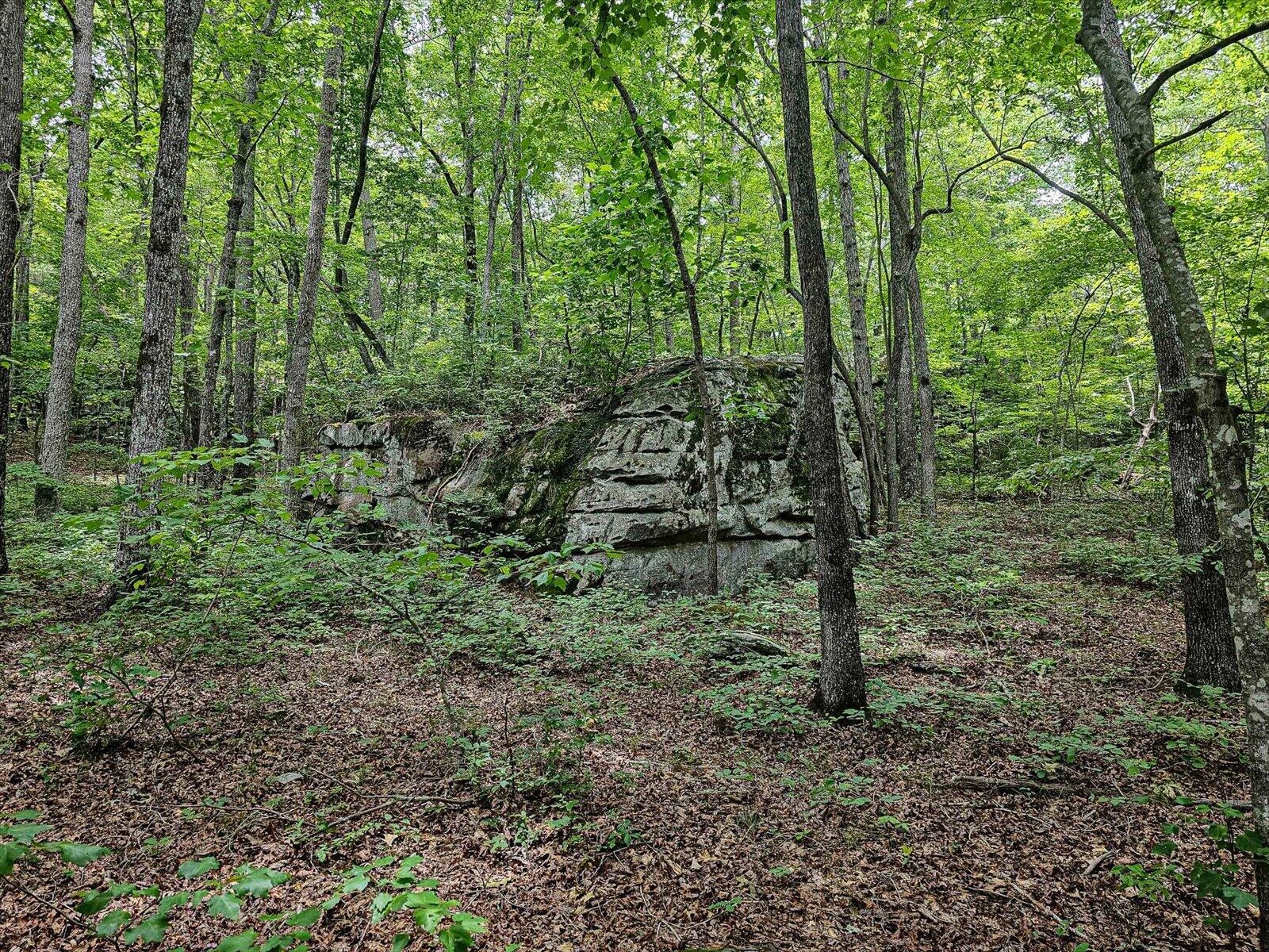 0 Hwy 157 Menlo Ga 30731 Menlo, GA 30731 - Photo 35 of 42 a view of a forest that has large trees