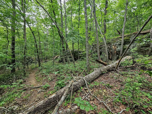 a big yard with lots of green space and house in the back