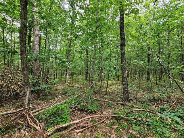 a view of a forest with trees