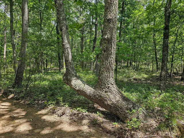 a view of outdoor space and green space
