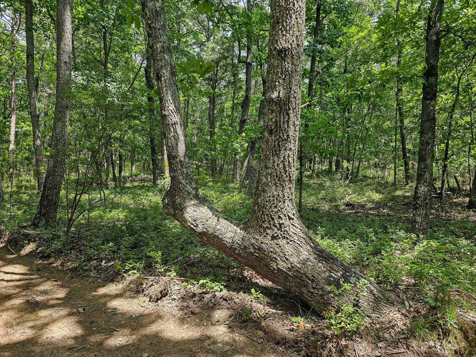 0 Hwy 157 Menlo Ga 30731 Menlo, GA 30731 - Photo 39 of 42 a big yard with lots of green space and trees