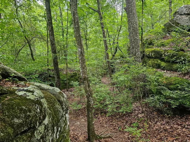 a view of a forest with trees