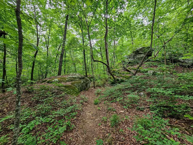a view of a lush green forest