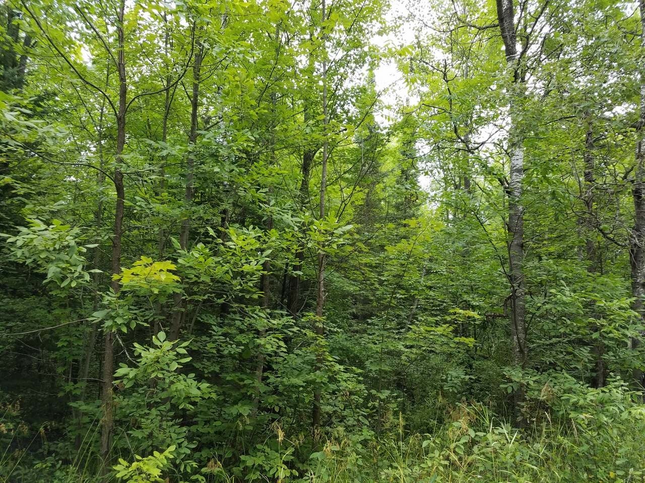 N6504 Cth D Brantwood, WI 54513 - Photo 9 of 15 Gallery Image 9