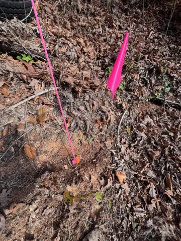 a view of a tree in a yard