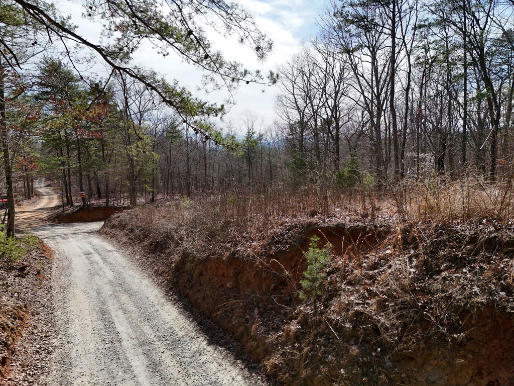 2.94-acr Padena Road Blue Ridge, GA 30513 - Photo 13 of 43 a view of a forest with trees