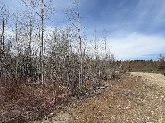 Lot 2 Holmes Bay Farms Road Whiting, ME 04691 - Photo 8 of 15