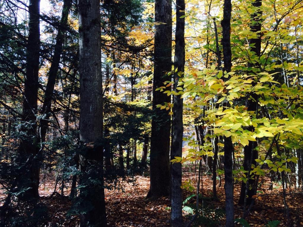 224 N Road Windsor, NY 13865 - Photo 3 of 4