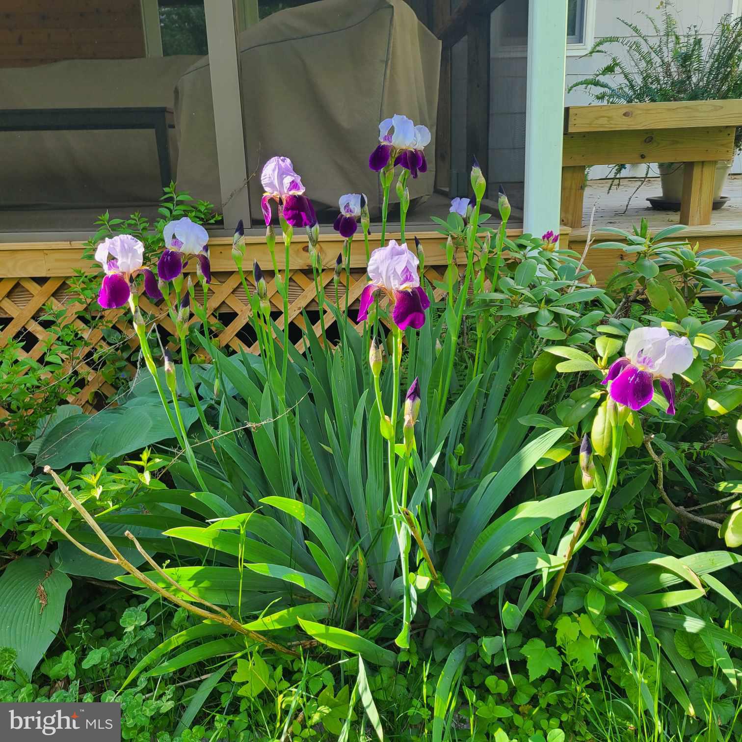 3 Emerson Road Severna Park, MD 21146 - Photo 48 of 65 One of many flowering native plants