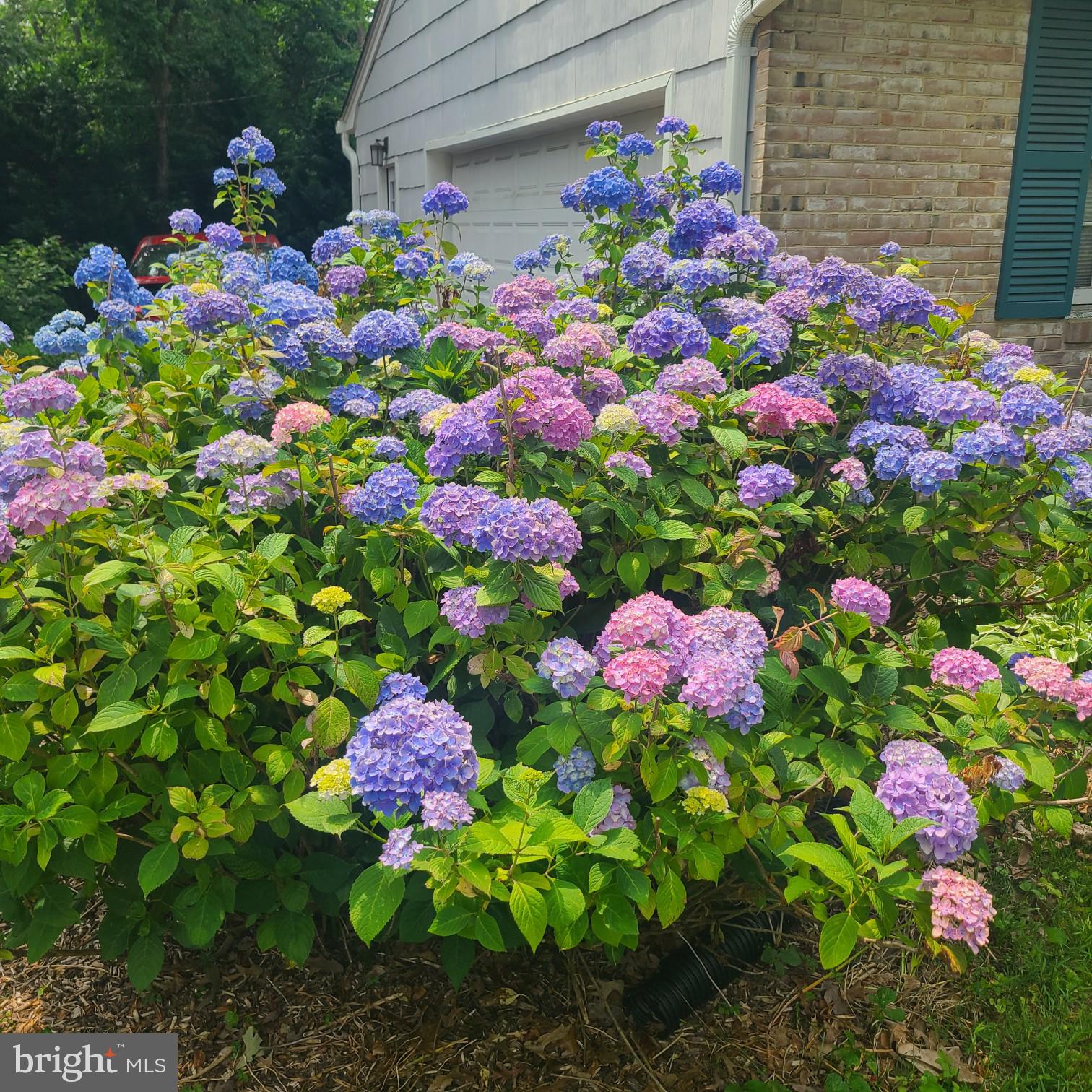 3 Emerson Road Severna Park, MD 21146 - Photo 49 of 65 a view of a flower