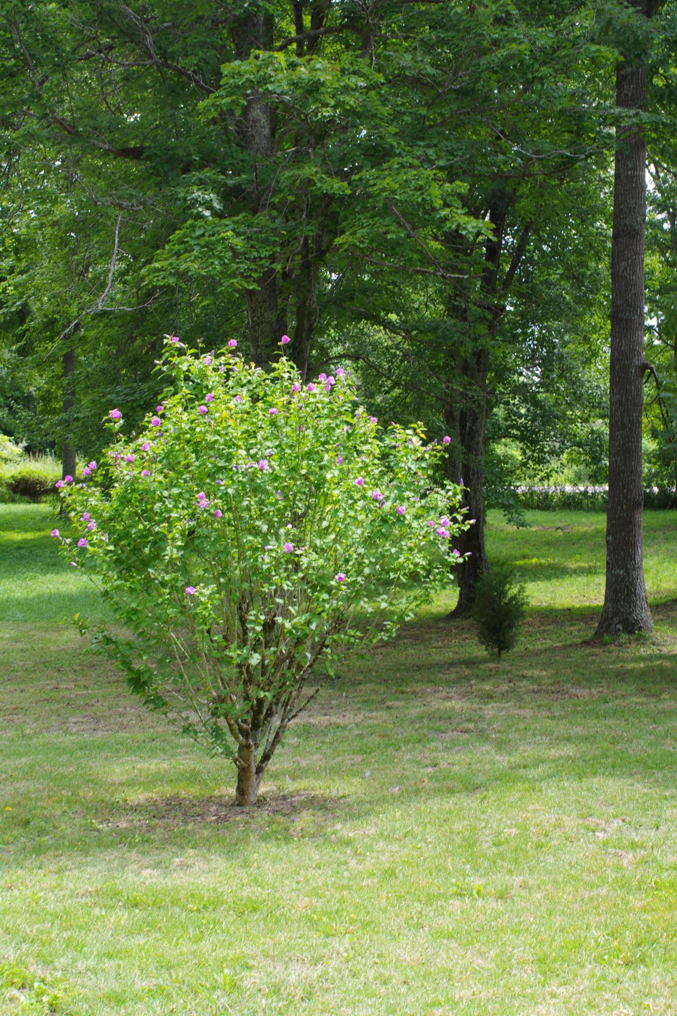181 Nydeck Road Robbins, TN 37852 - Photo 18 of 19 a view of a yard with a tree