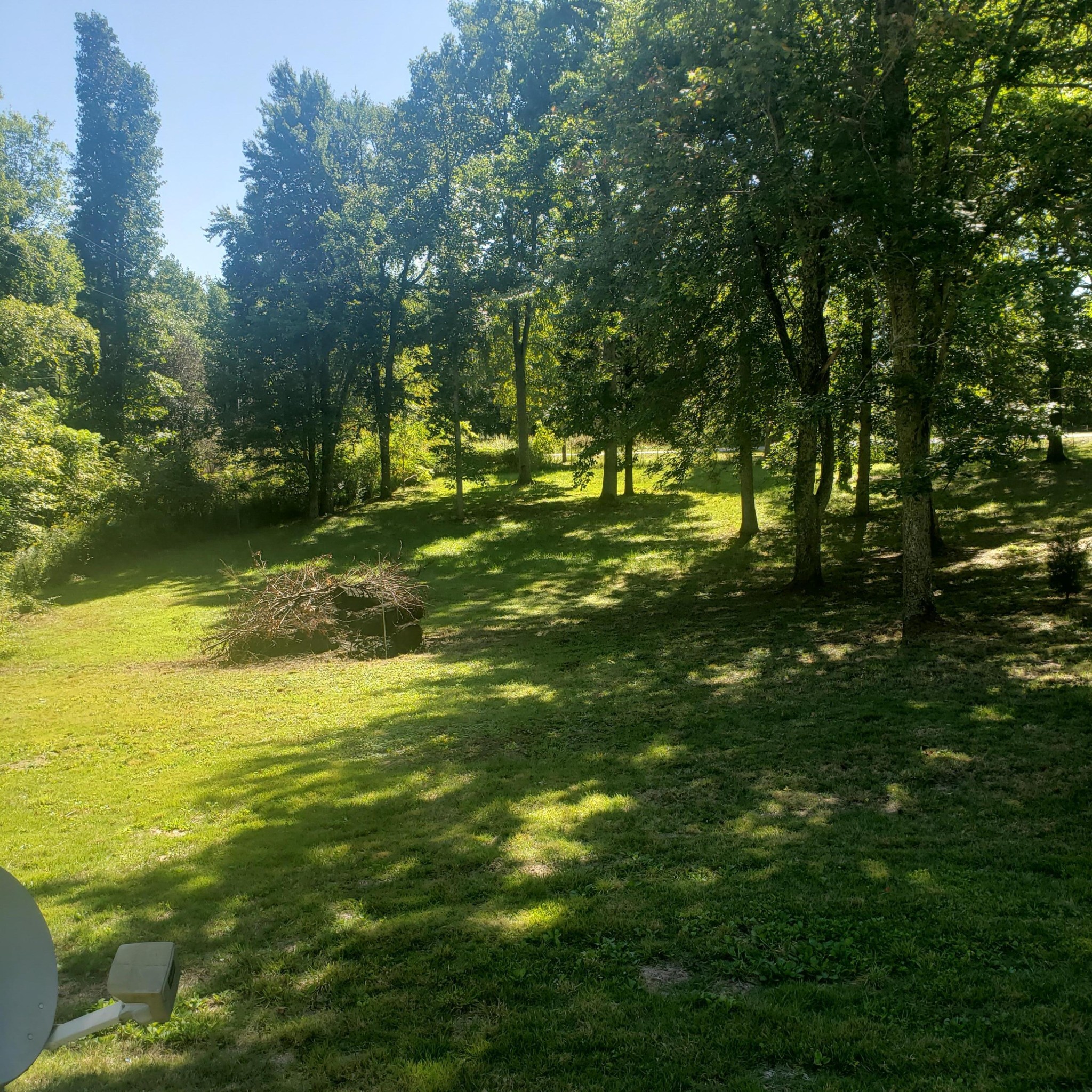 181 Nydeck Road Robbins, TN 37852 - Photo 3 of 19 a view of a trees in a yard