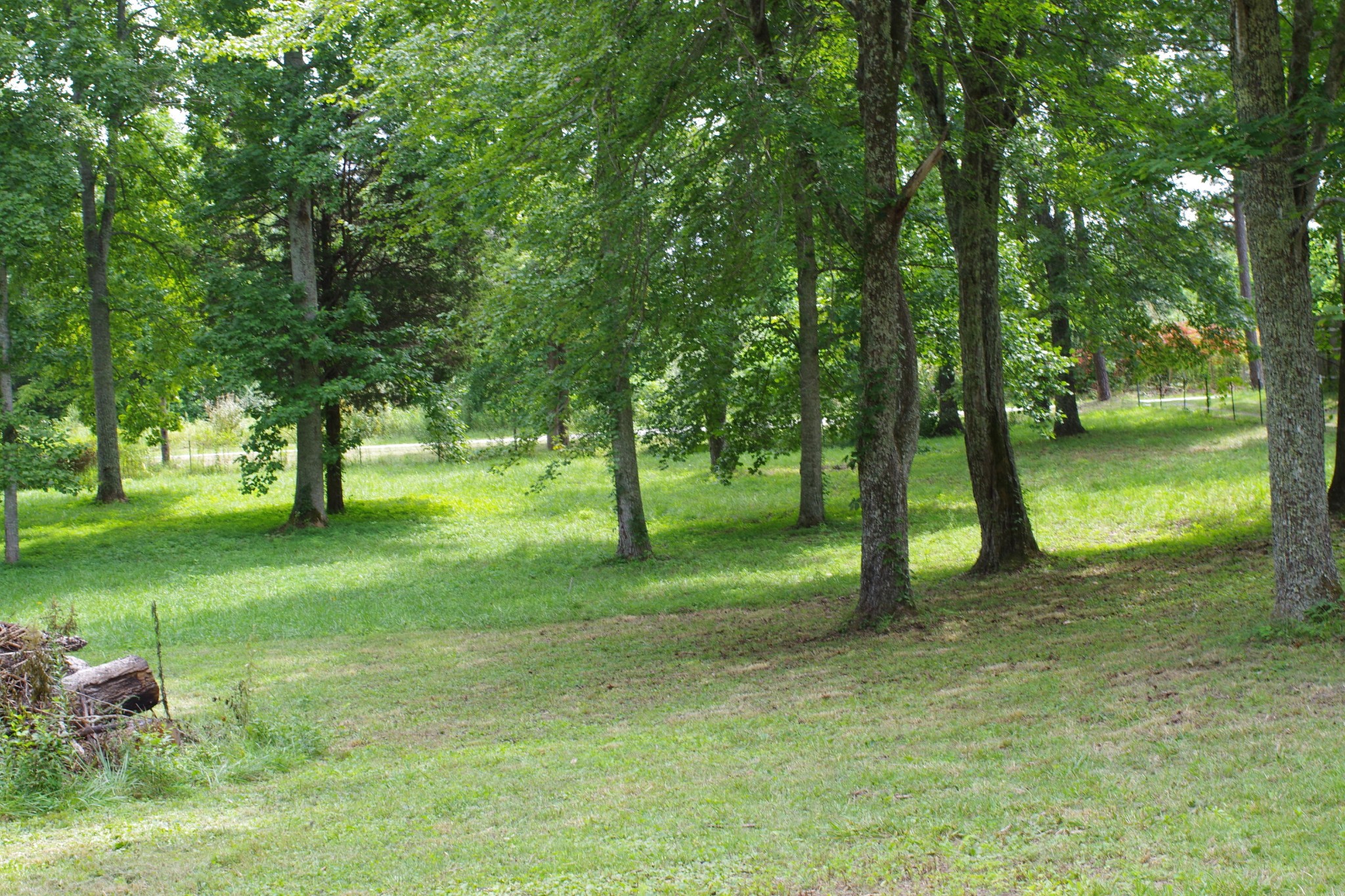 181 Nydeck Road Robbins, TN 37852 - Photo 4 of 19 a view of a trees in a park
